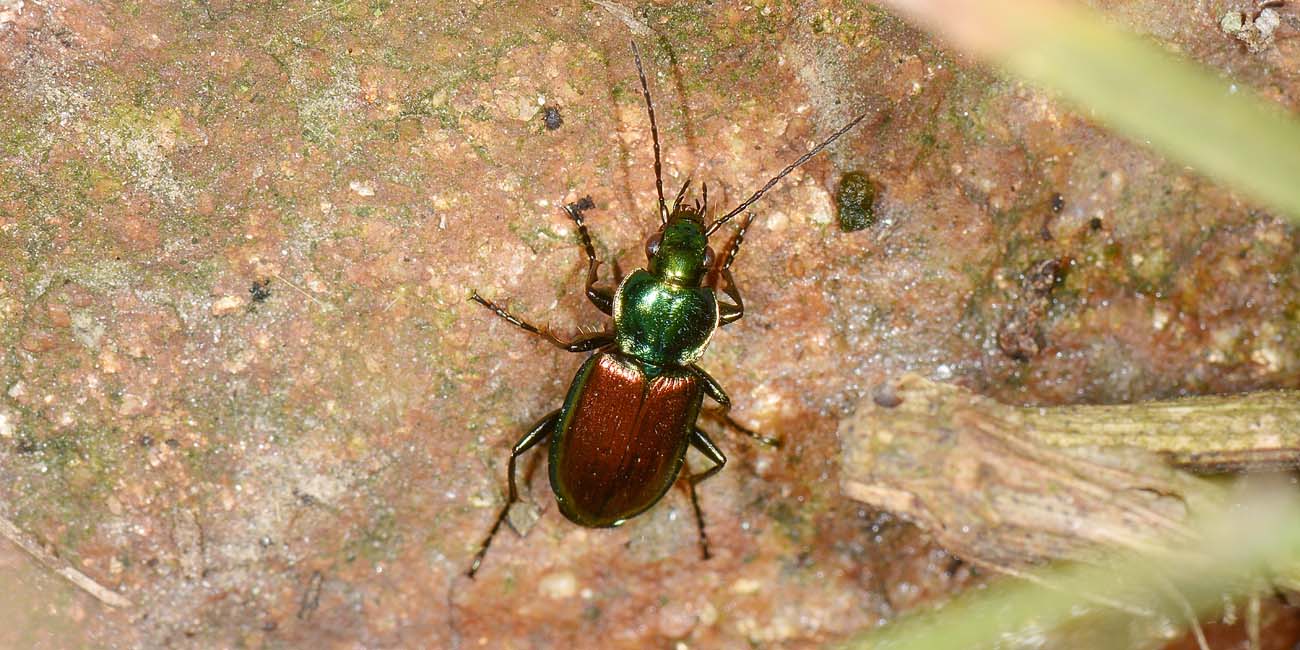 Carabidae: Agonum sexpunctatum